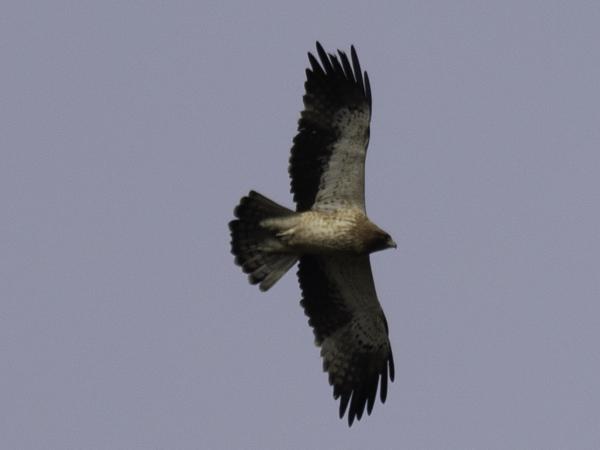 Dwergarend (Hieraaetus pennatus)
